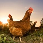 How-To-Prevent-Chicken-Diseases-Of-Infectious-Rhinitis