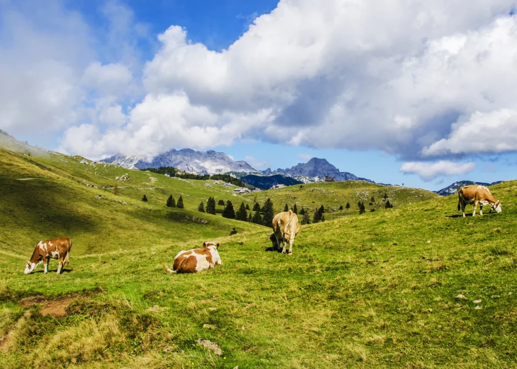 Grass-fed-And-Organic-Beef