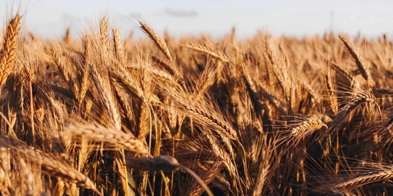 Wheat Straws